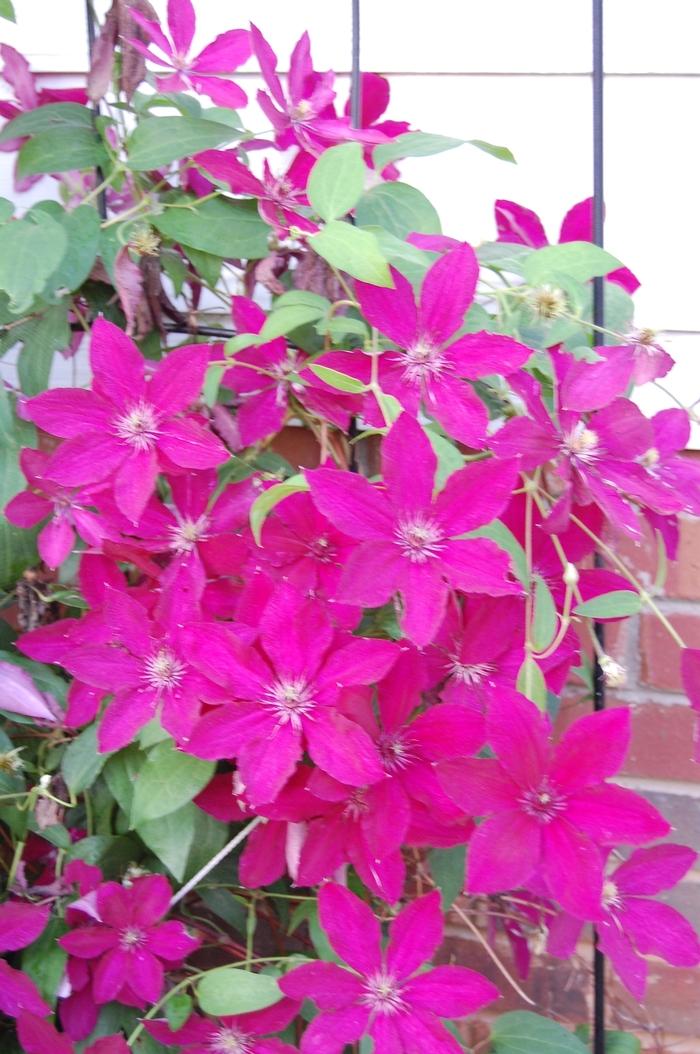 Ernest Markham Clematis