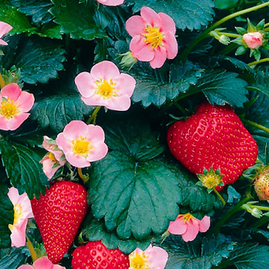 Berries Galore® Pink Strawberry