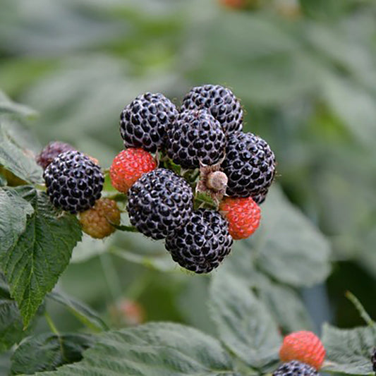 Munger Black Raspberry