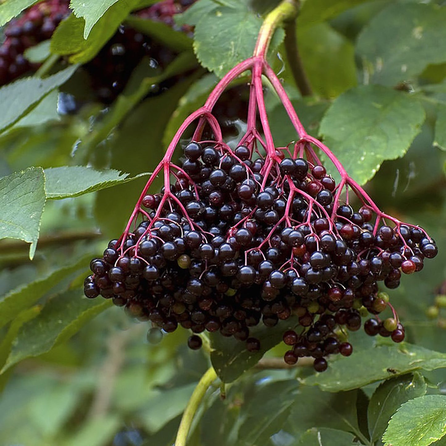Ranch Elderberry