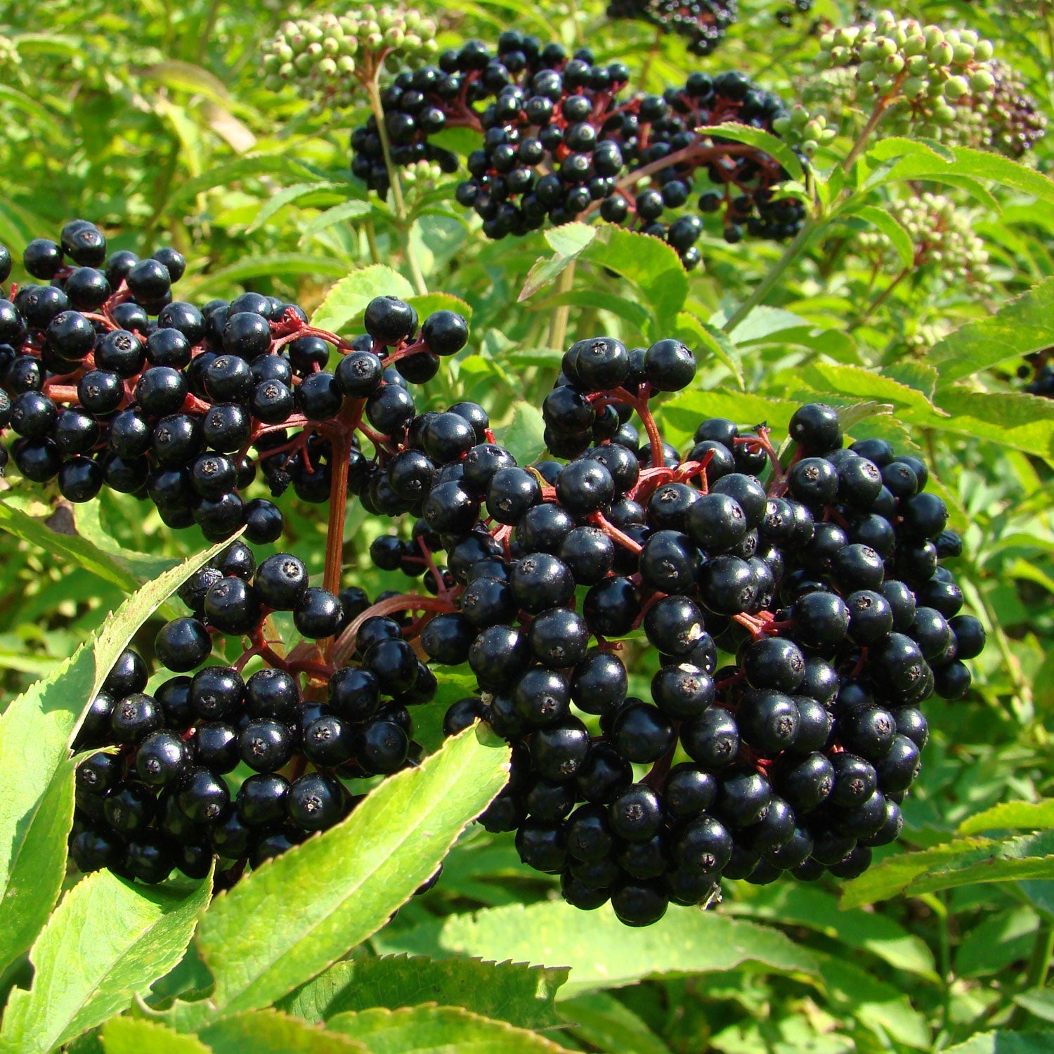 Scotia Elderberry