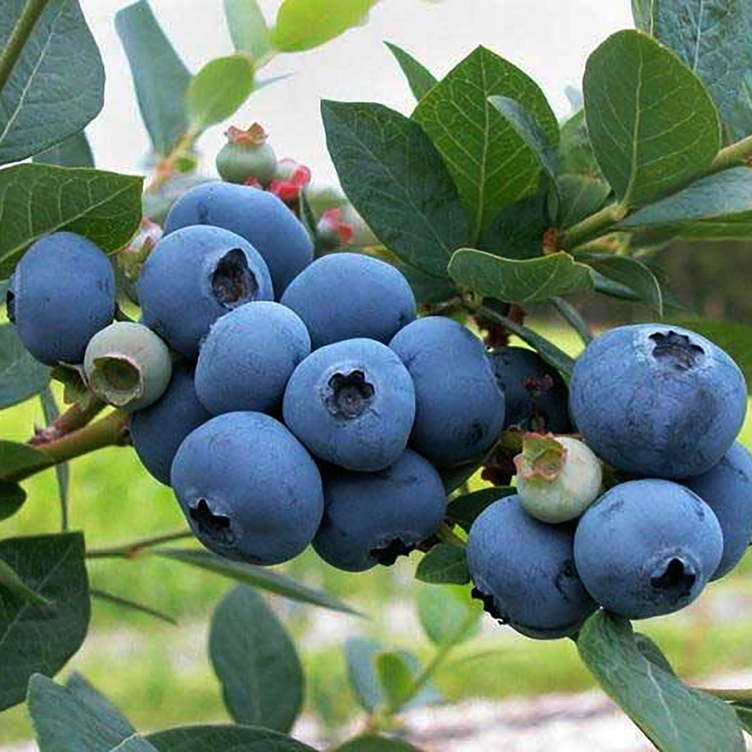 Blueray Blueberry