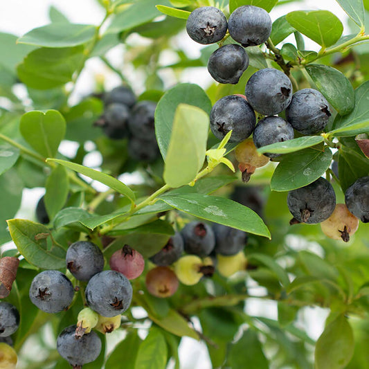 Sapphire Cascade Blueberry