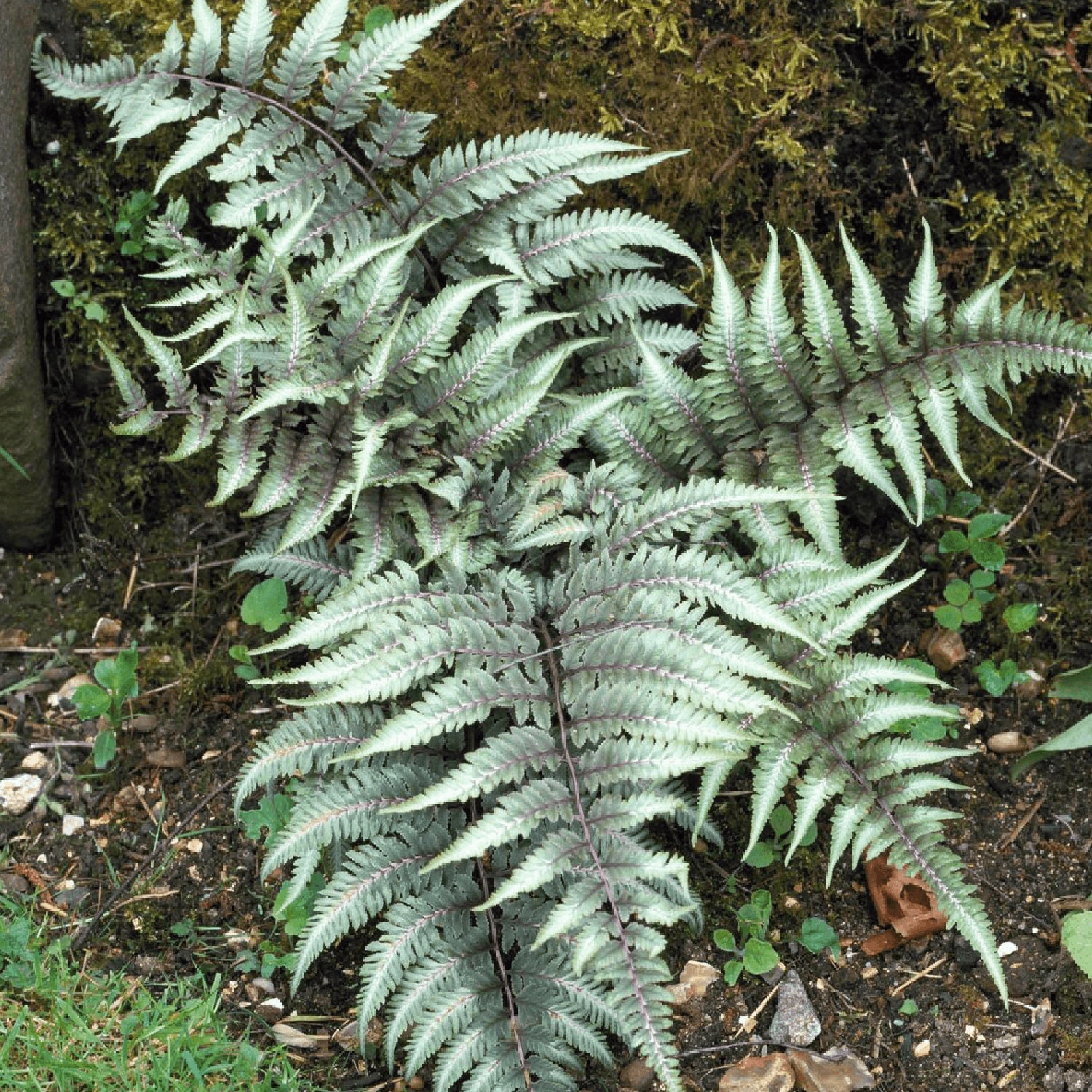 Burgundy Lace Japanese Painted Fern