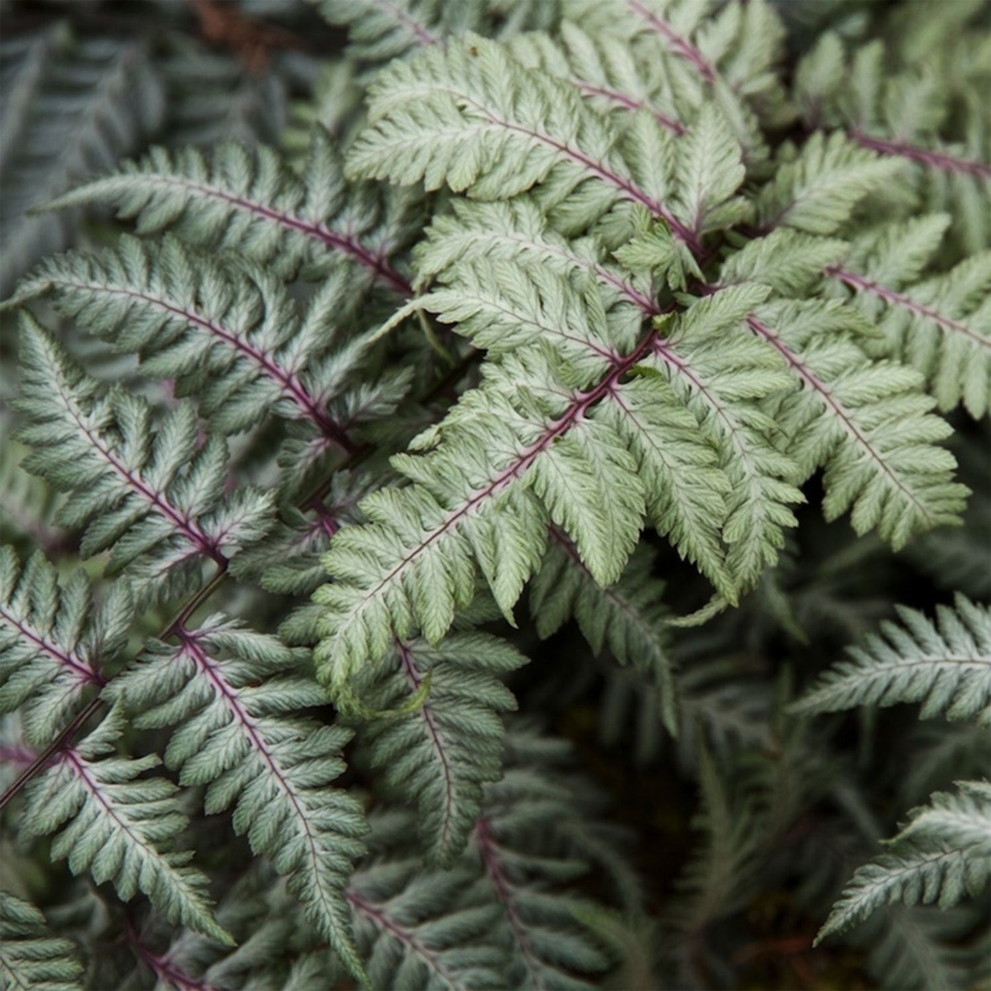 Japanese Painted Fern