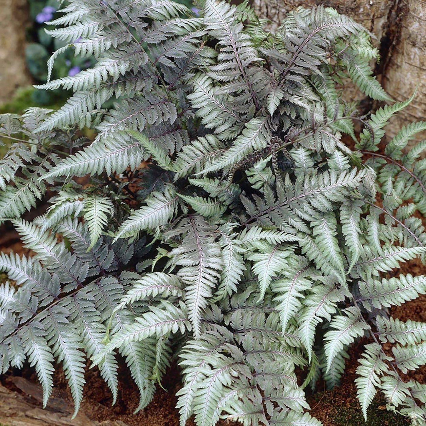 Pewter Lace Japanese Painted Fern