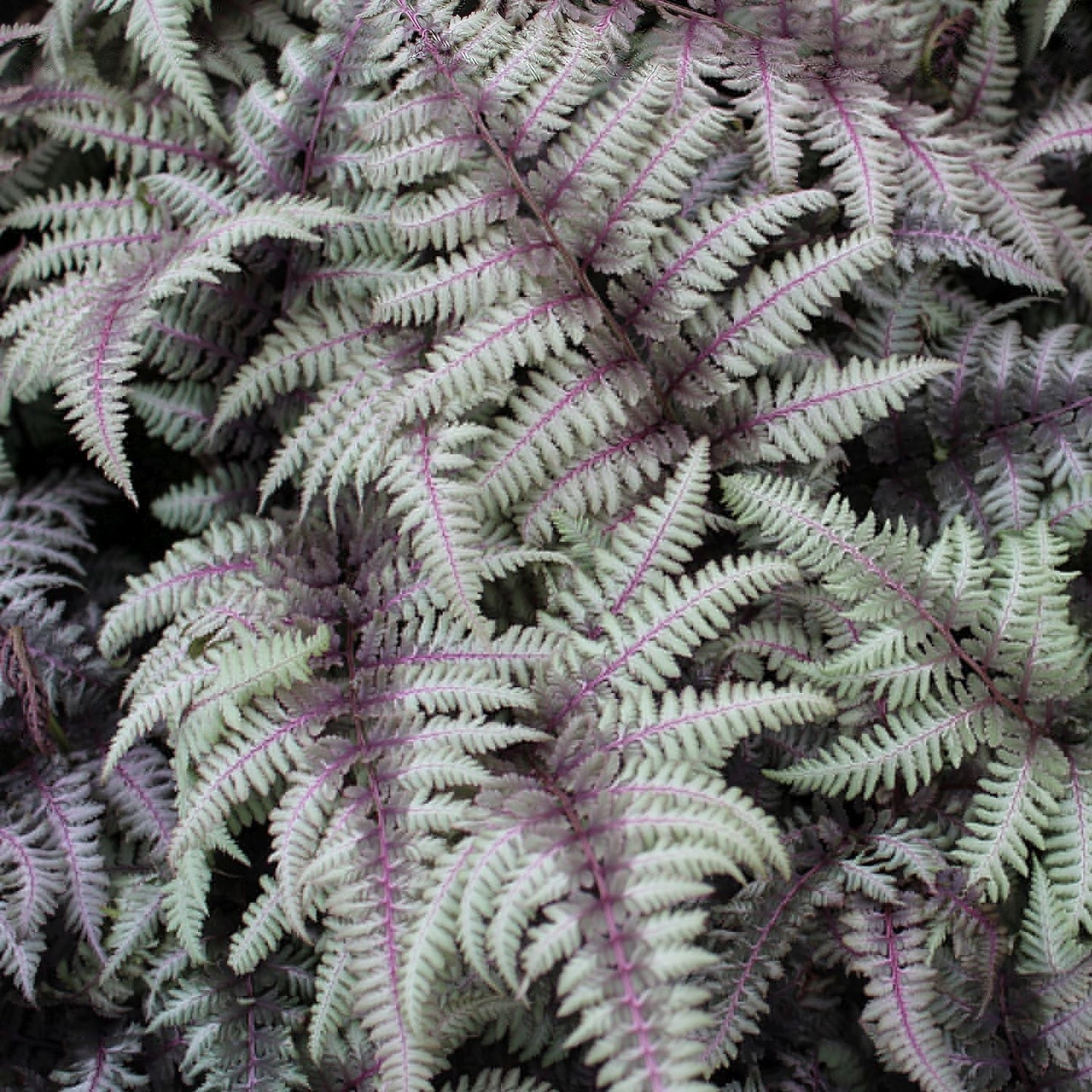Regal Red Japanese Painted Fern