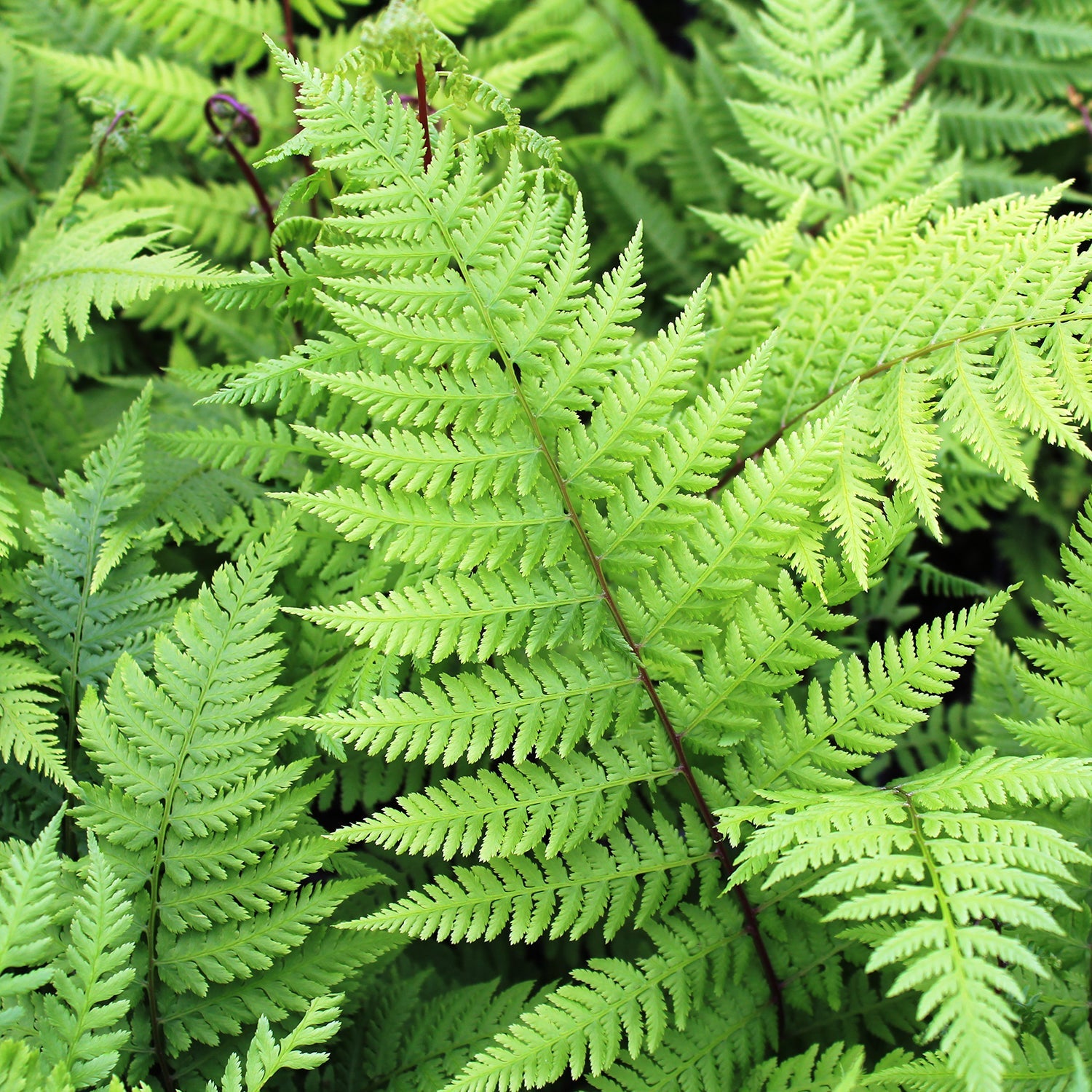 Lady In Red Fern