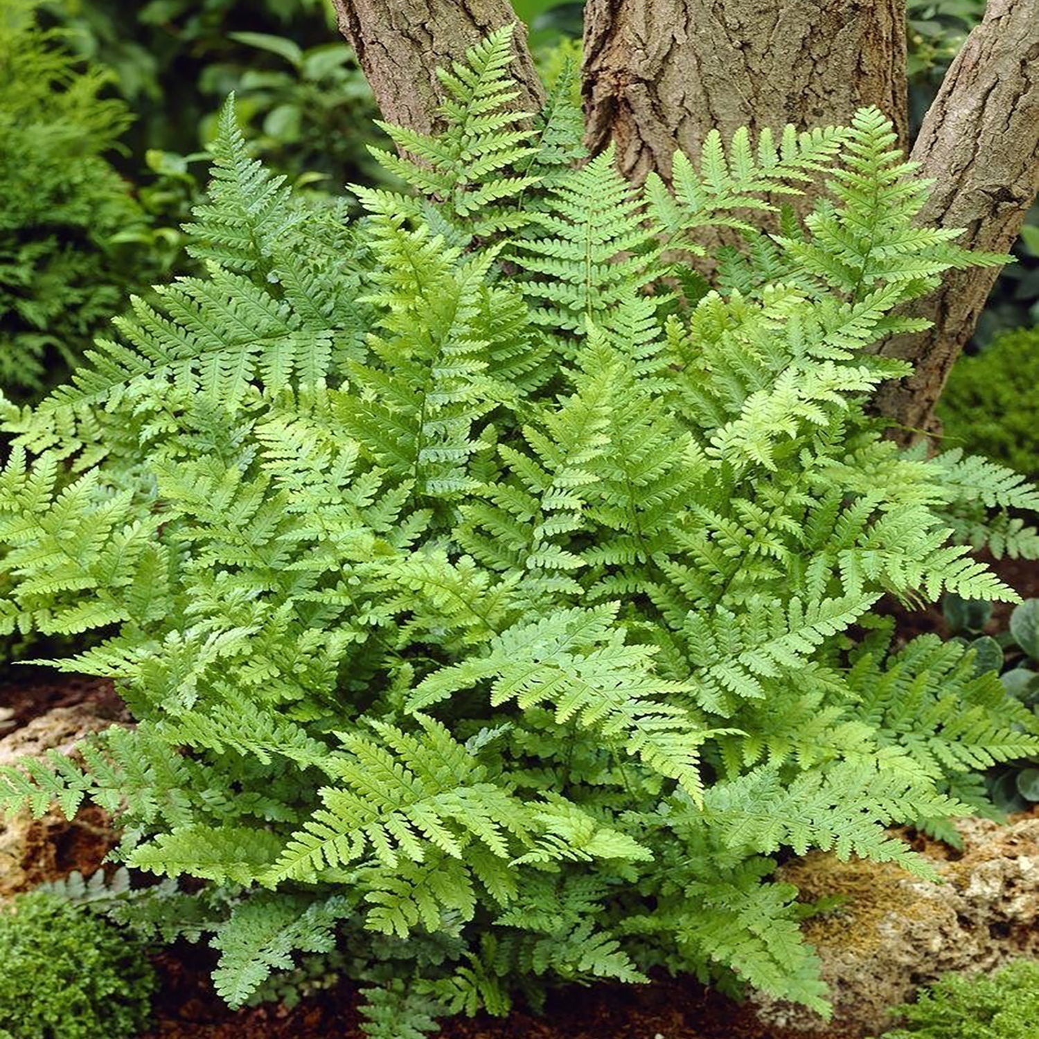Barnes Narrow Male Fern