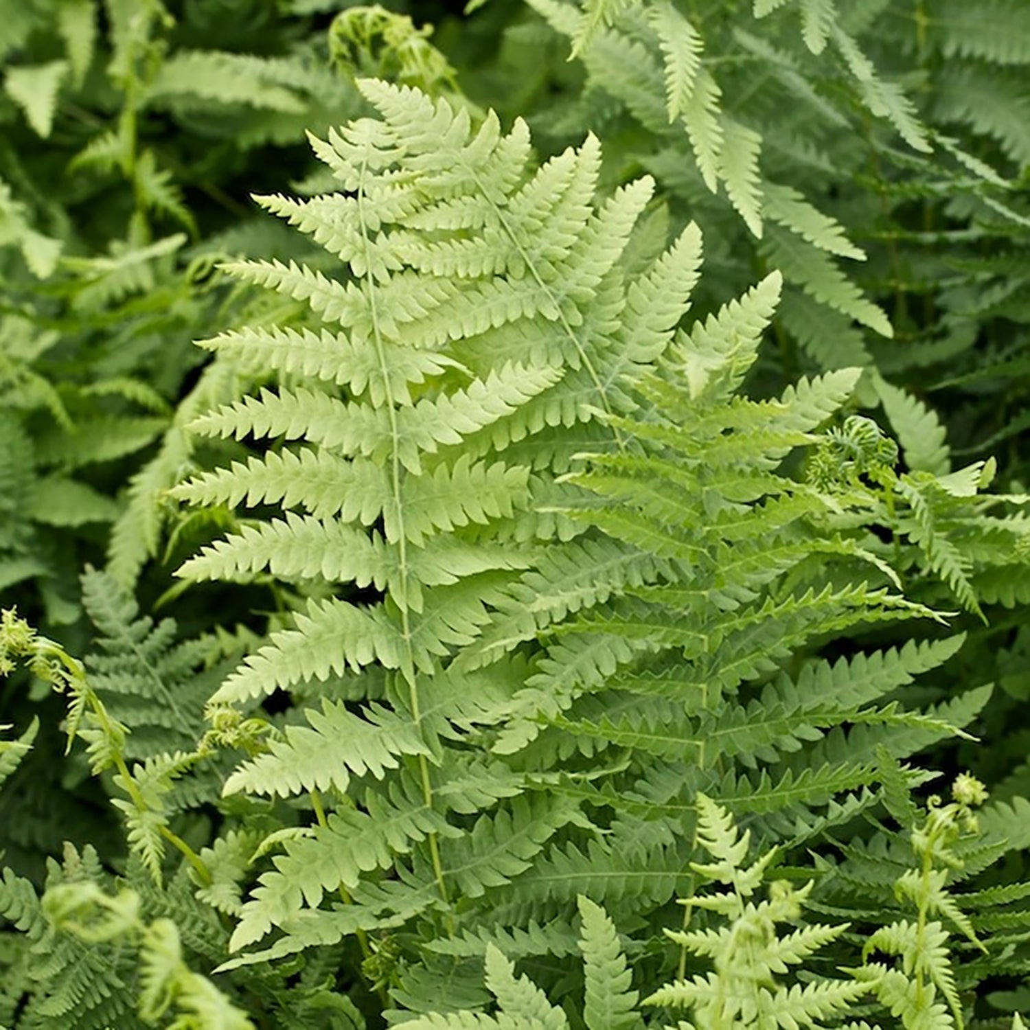 Marsh Fern
