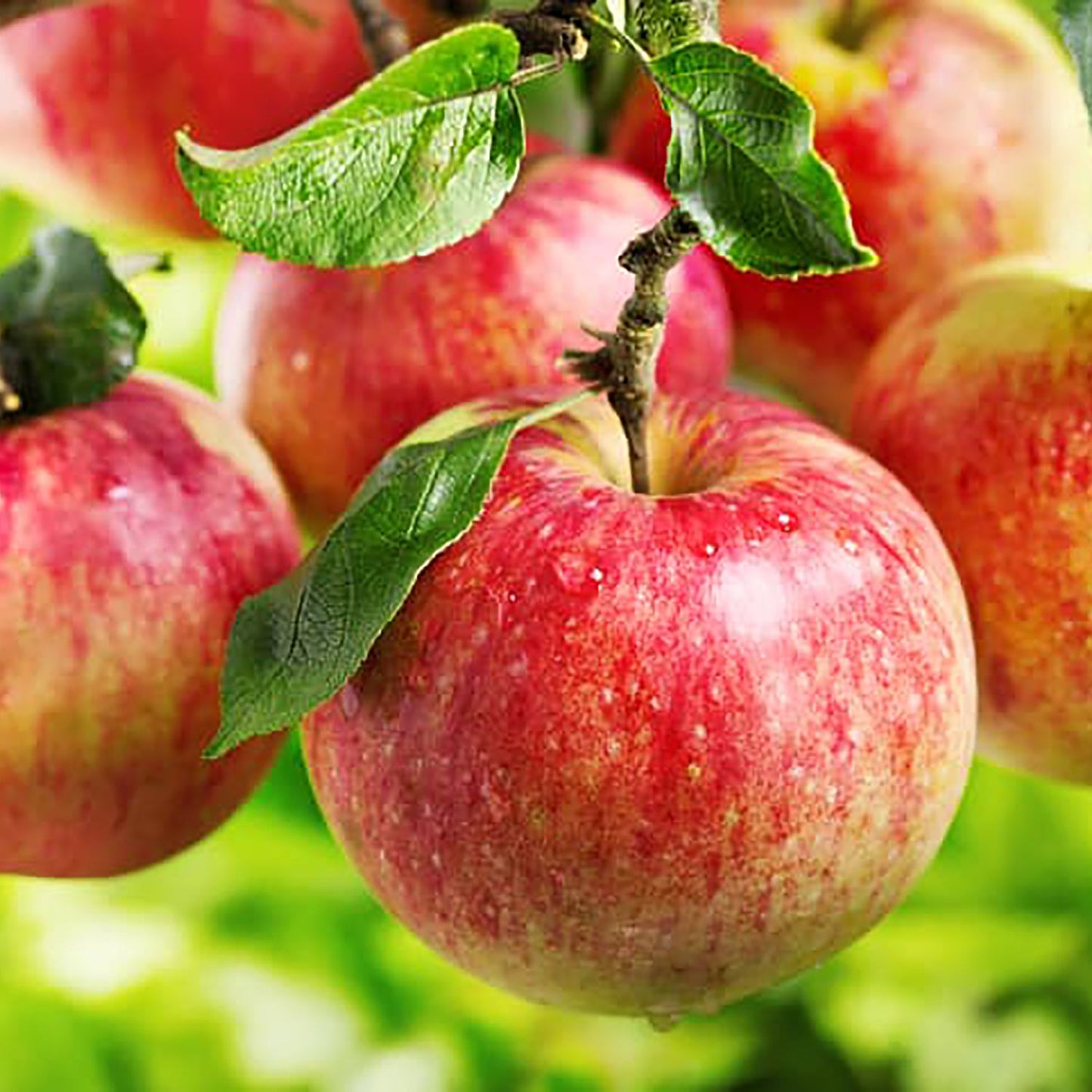 Ambrosia Apple Tree