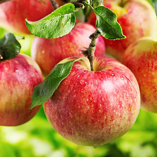 Ambrosia Apple Tree
