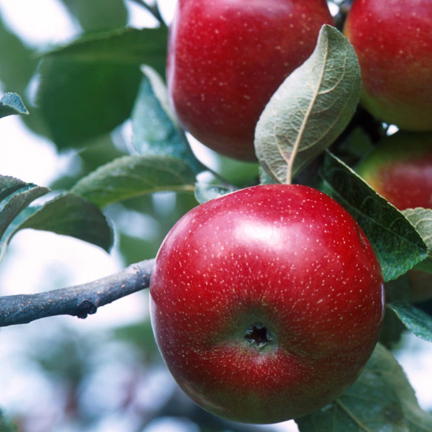 Empire Apple Tree