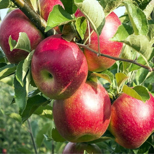 Fireside Apple Tree