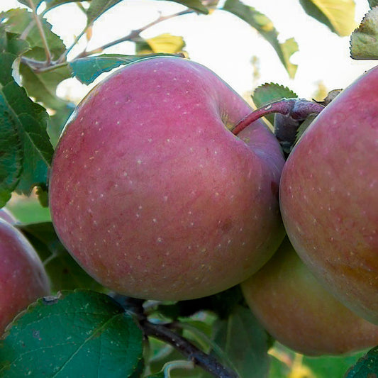 Fuji Apple Tree