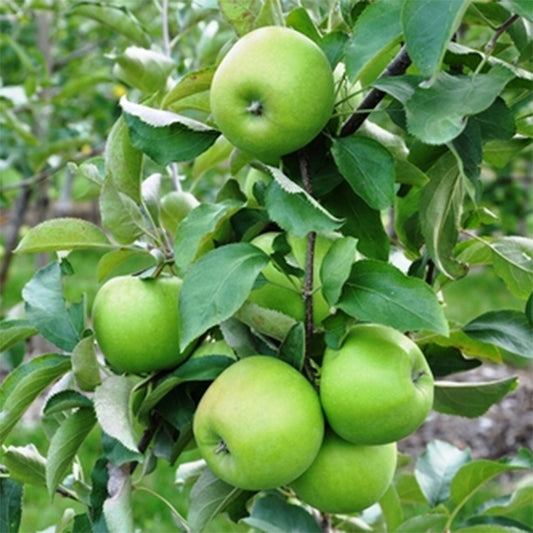 Granny Smith Apple Tree