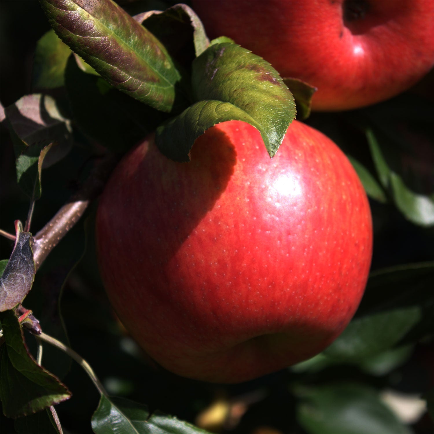 Honeycrisp Apple Tree