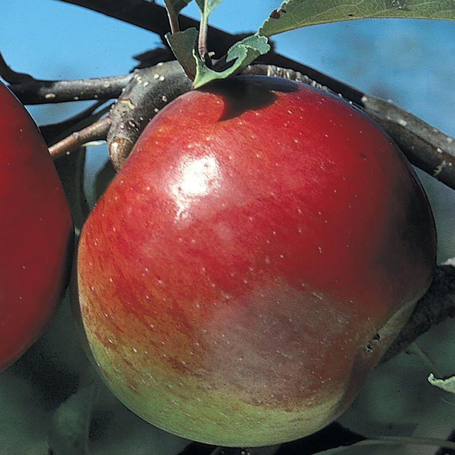 Liberty Apple Tree