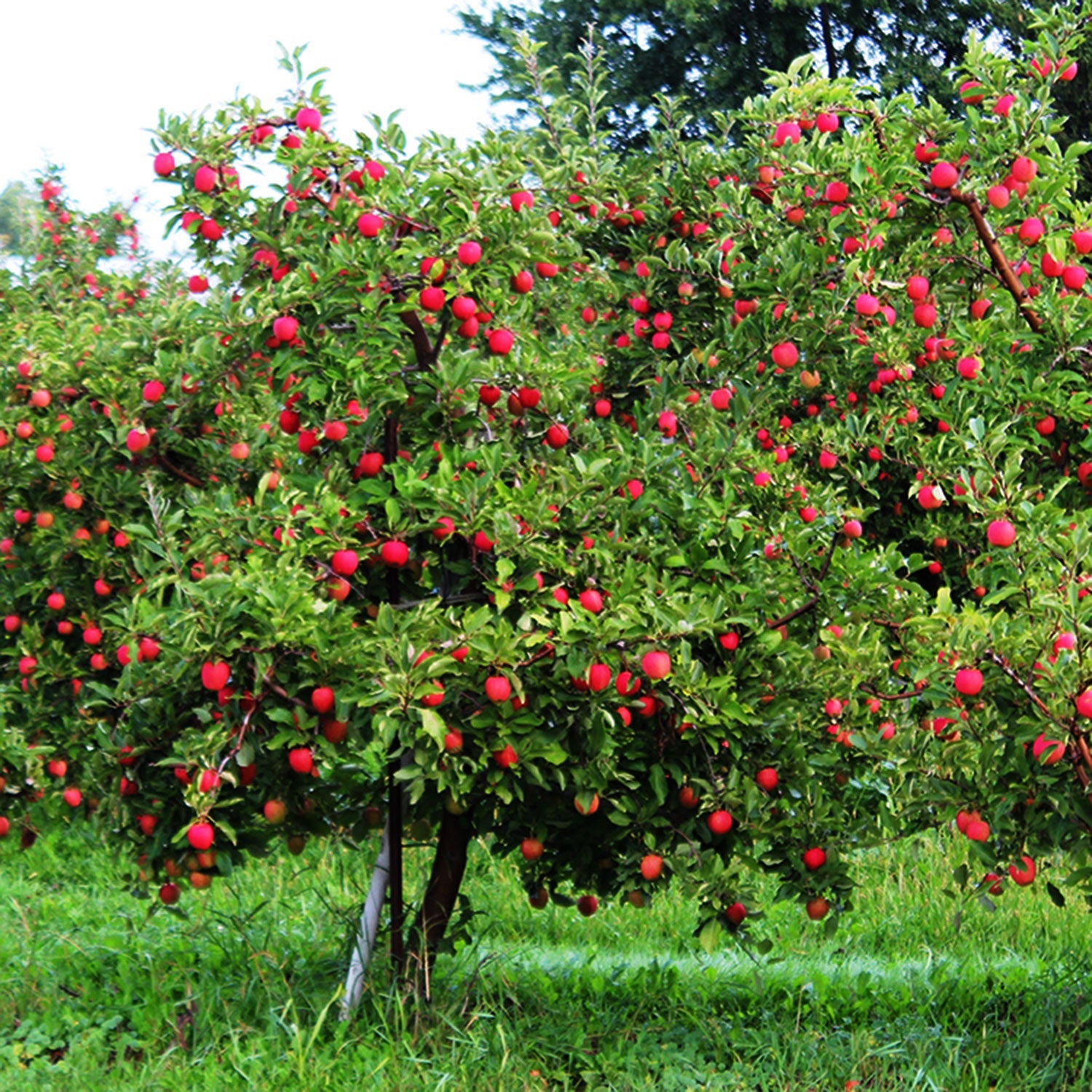 Combination Apple Tree