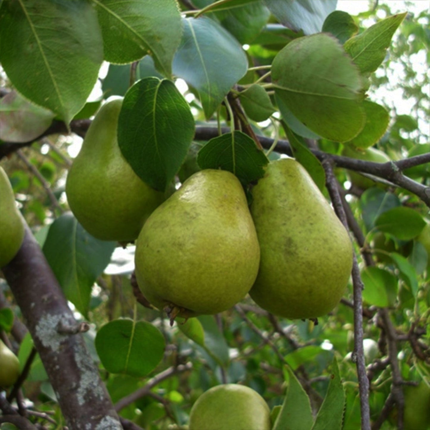 Bartlett Pear Tree