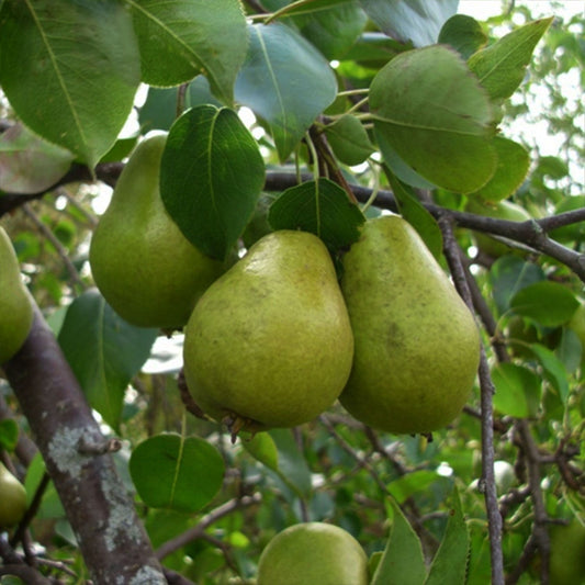 Bartlett Pear Tree