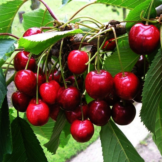 Bing Cherry Tree