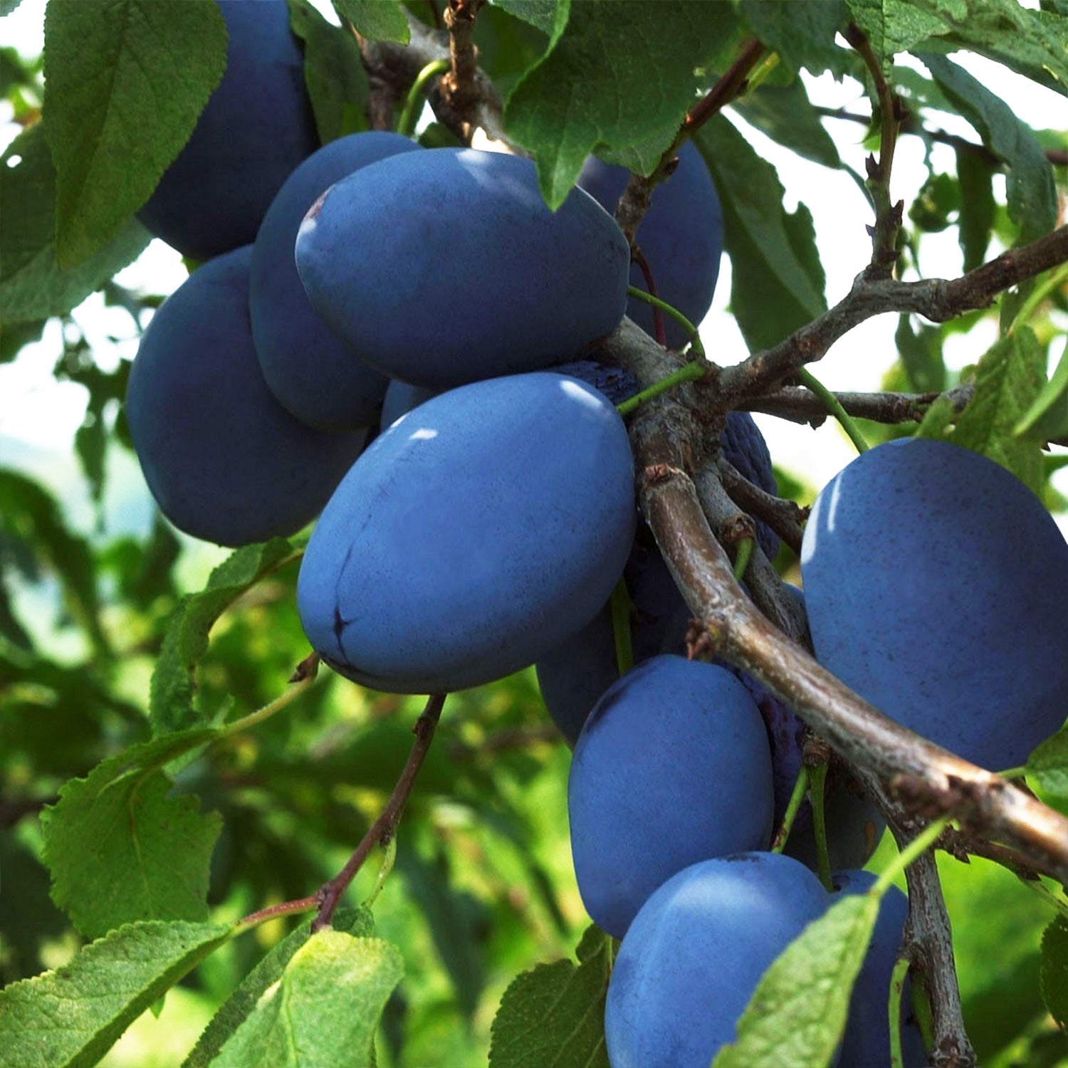 Italian Prune Tree