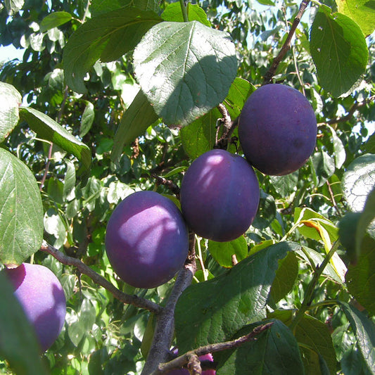Combination Plum Tree