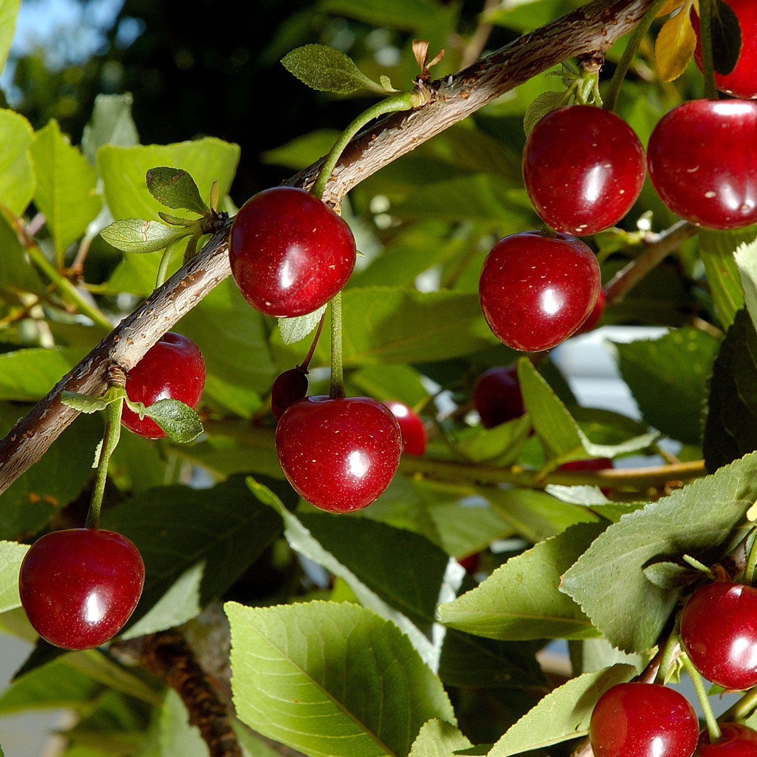 Combination Cherry Tree