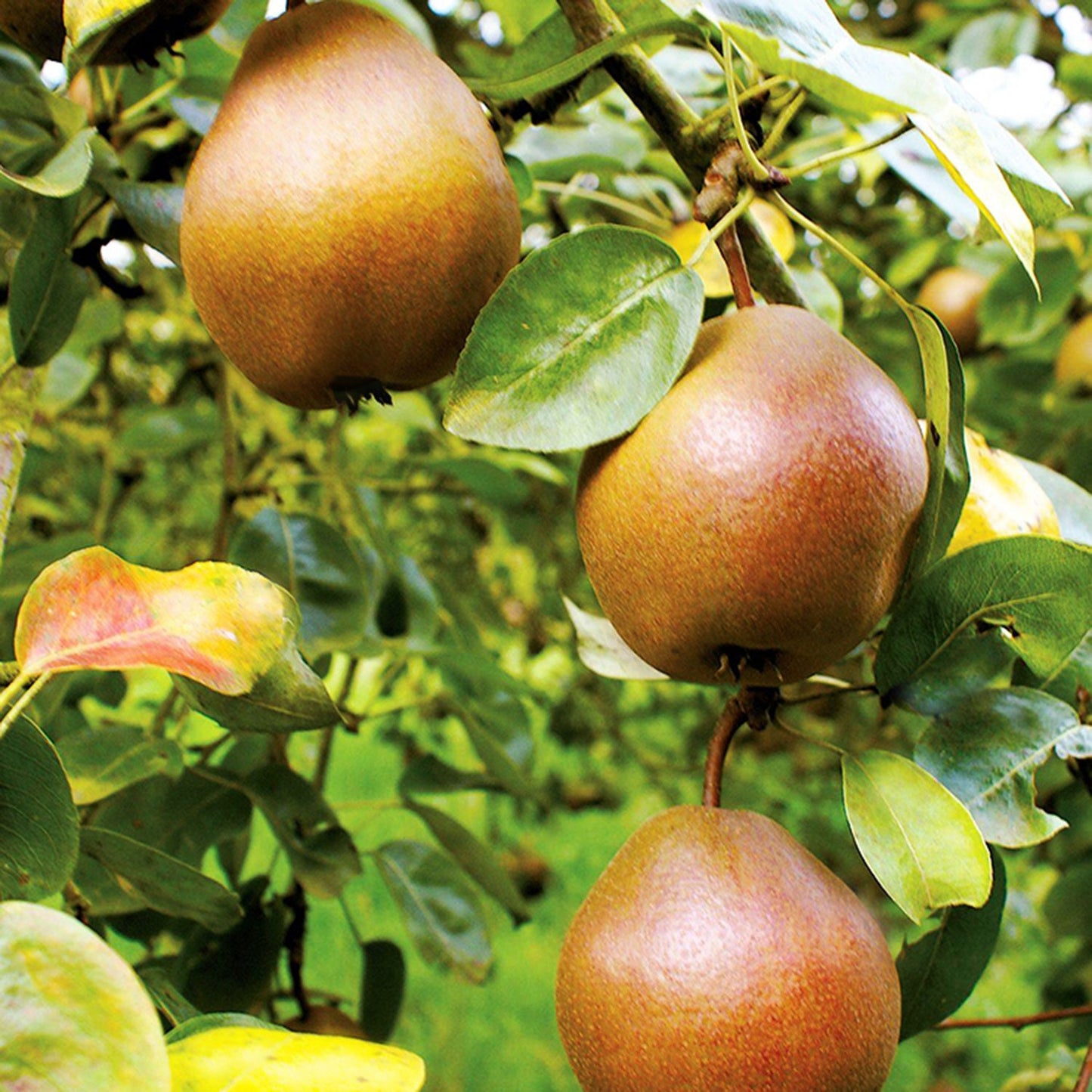 Combination Pear Tree