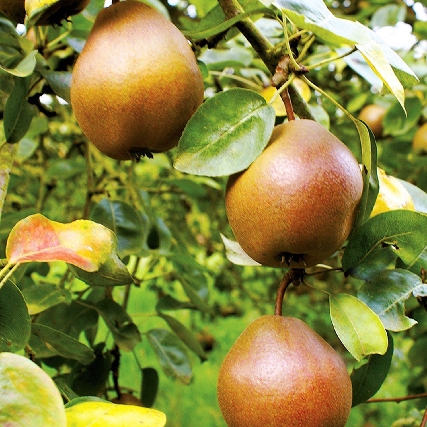 Combination Pear Tree