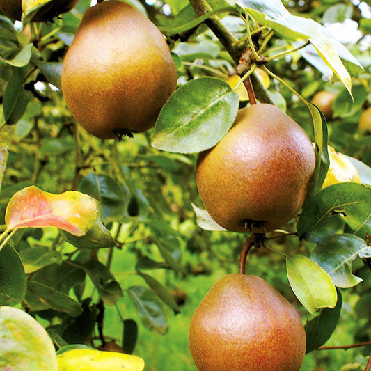 Combination Pear Tree