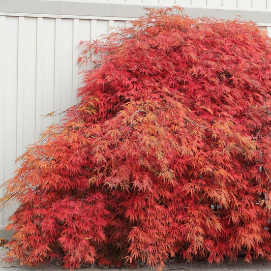 Crimson Queen Cutleaf Japanese Maple