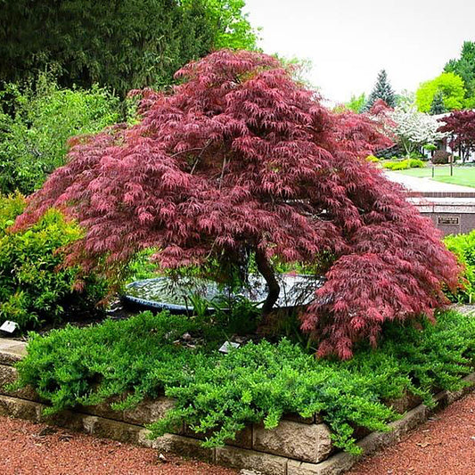 Red Dragon Cutleaf Japanese Maple