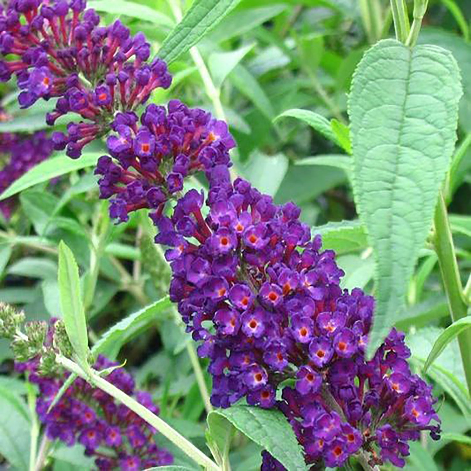 Black Knight Butterfly Bush