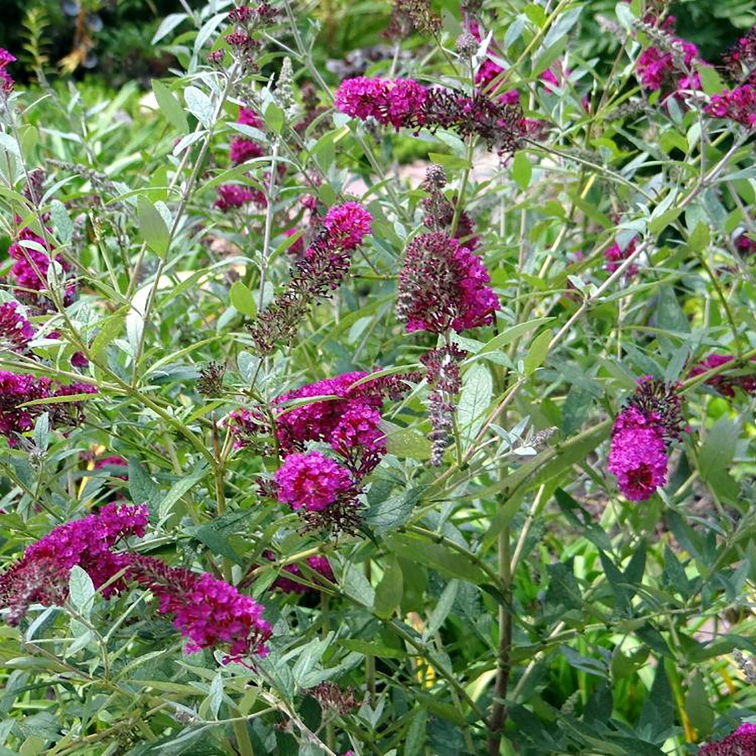 Magenta Improved Butterfly Bush