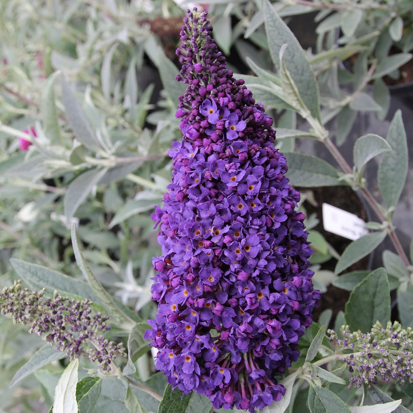 Midnight Butterfly Bush