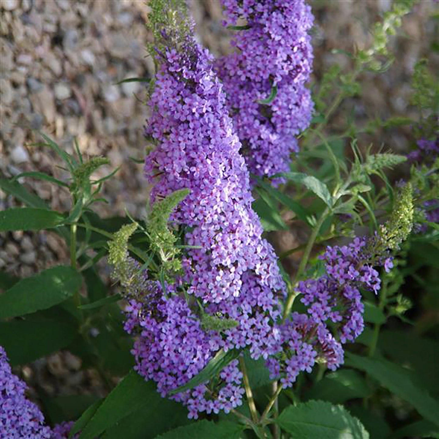 Sky Blue Butterfly Bush