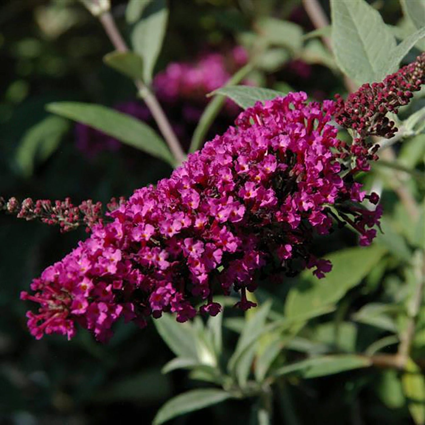 Velvet Butterfly Bush