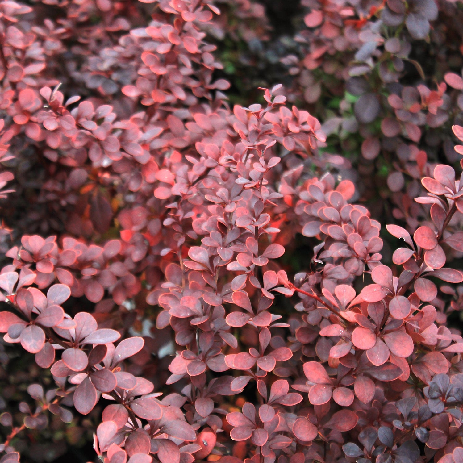 Ruby Carousel Japanese Barberry