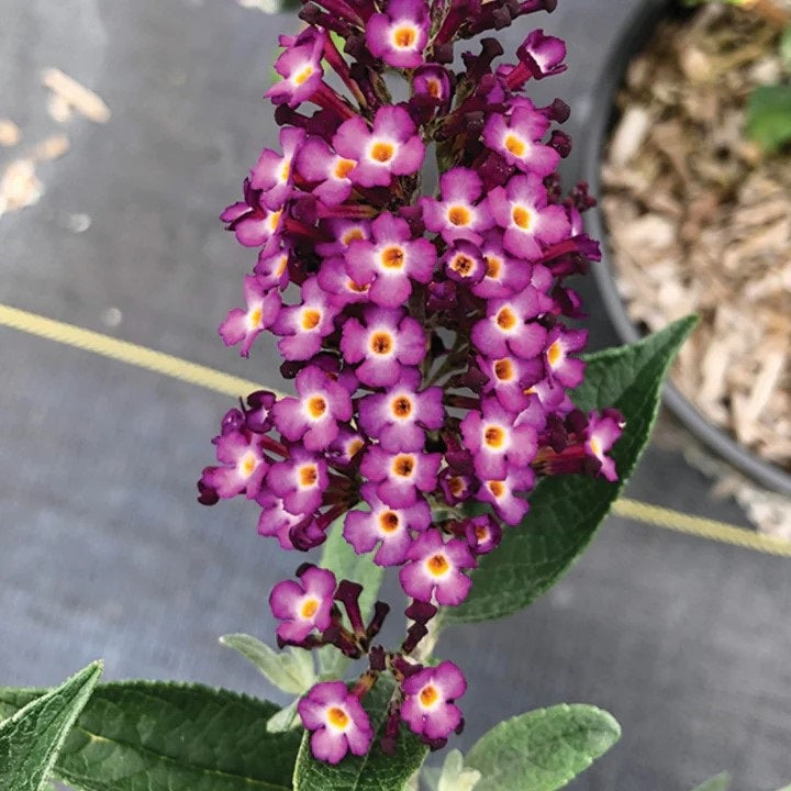 Blueberry Pie Butterfly Bush