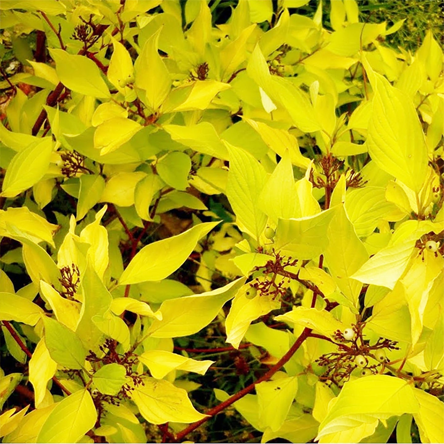 Golden Dogwood