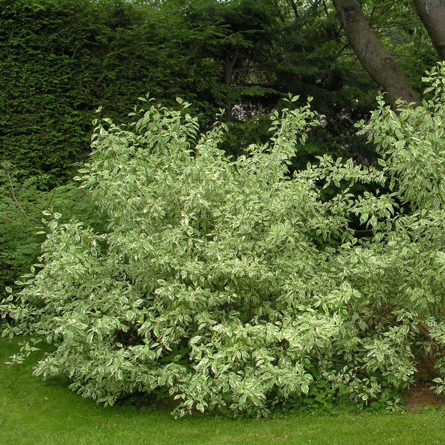 Ivory Halo Red-Twig Dogwood