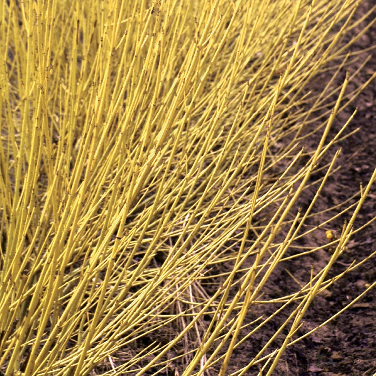 Arctic Fire Yellow Dogwood