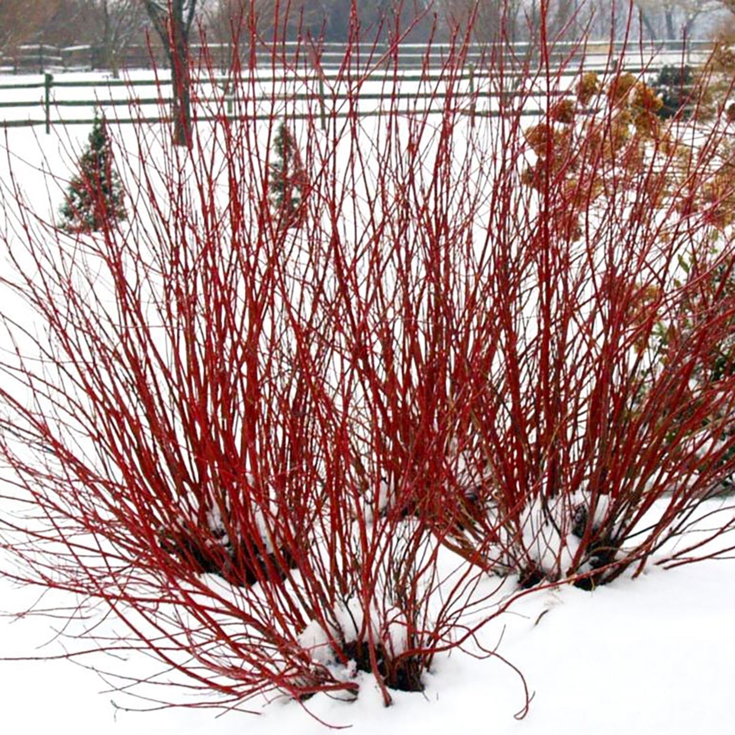 Arctic Fire Red Osier Dogwood