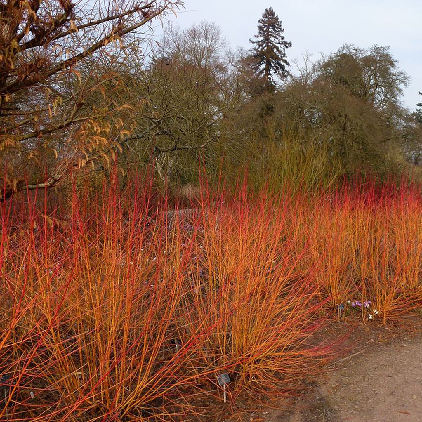 Bloodtwig Dogwood
