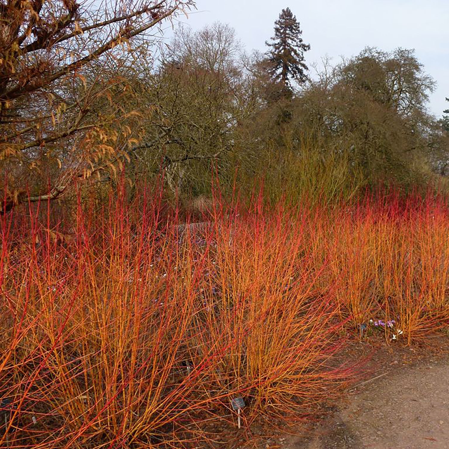Bloodtwig Dogwood