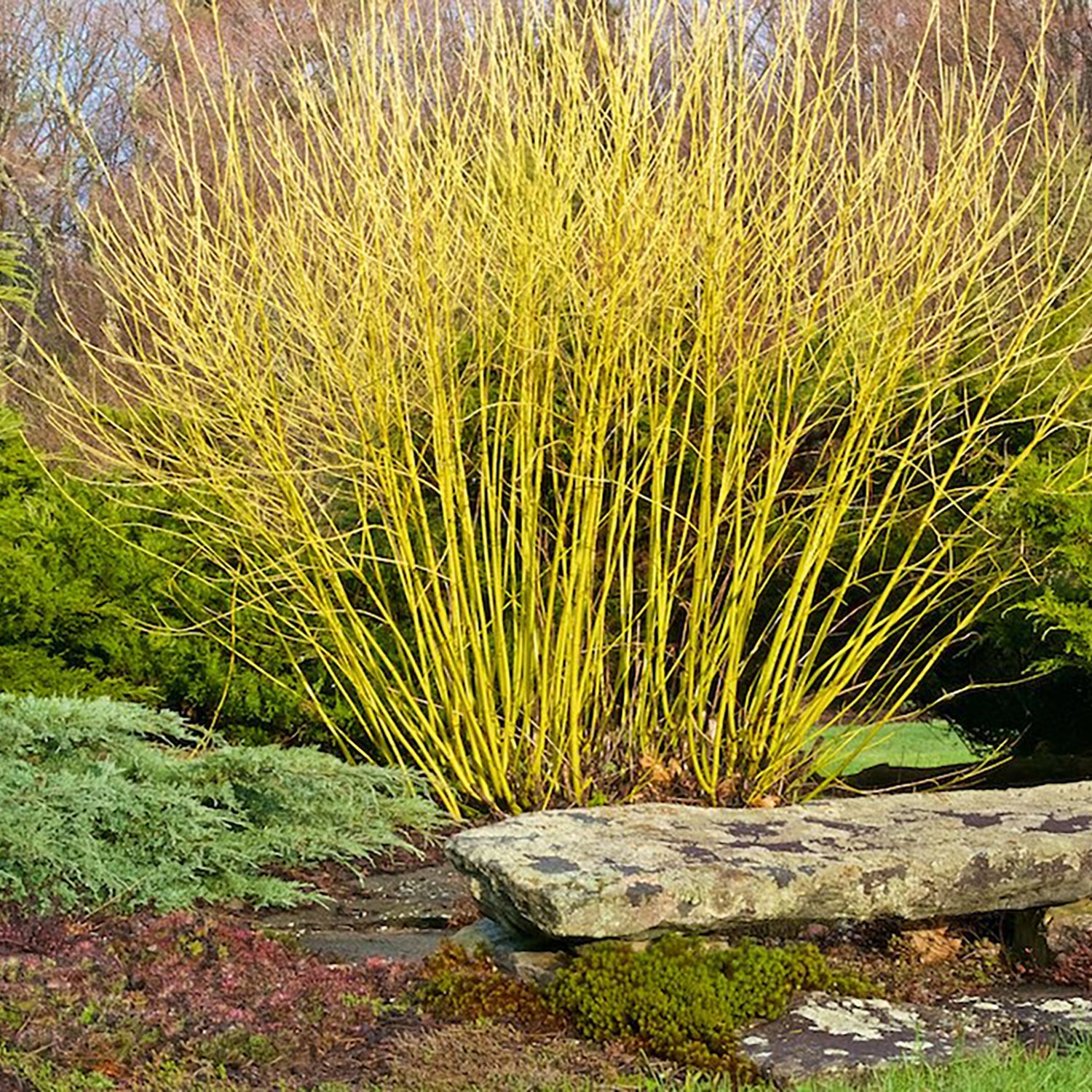 Yellowtwig Dogwood