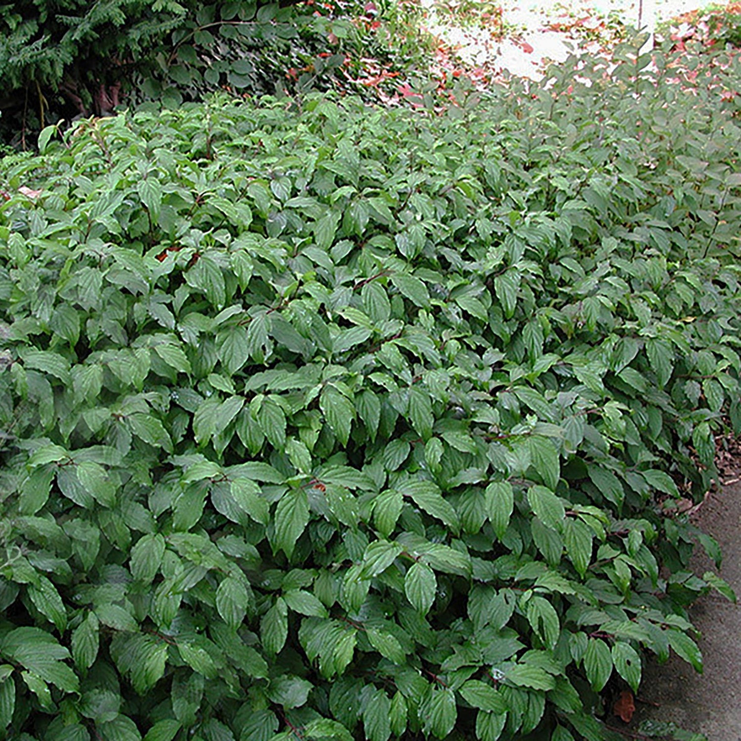 Kelseyi Dogwood