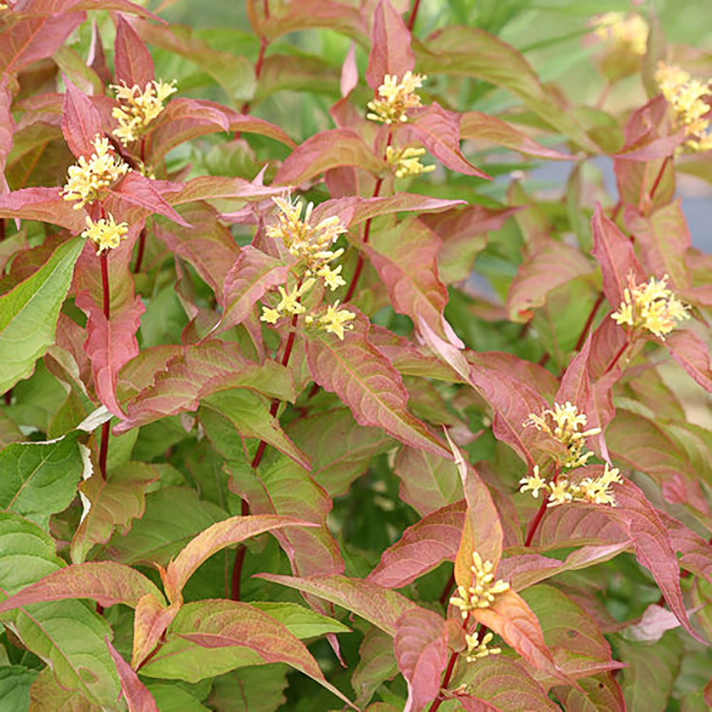 Orange Diervilla